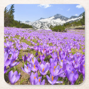 Bloemen   Crocus Pirin Mountain Park Bulgarije Vierkante Kartonnen Onderzetter