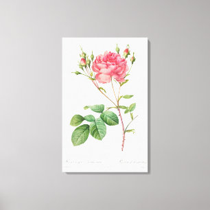 Bloemen Delight: Roze Rose Canvas Kunst