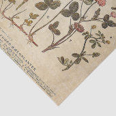  bloemen Diagram Wetenschappelijke ontkoppeling Tissuepapier (Detail)