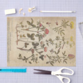  bloemen Diagram Wetenschappelijke ontkoppeling Tissuepapier (Craft)