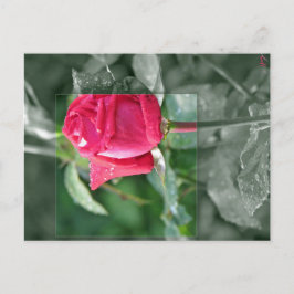 Bloemen door het Meer - het Rood nam Knop toe Briefkaart