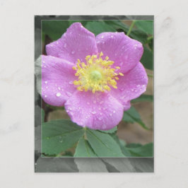 Bloemen door het Meer - Roze Briefkaart