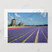 Bloemen en briefkaart van windmolens (Voorkant / Achterkant)