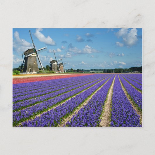 Bloemen en briefkaart van windmolens (Voorkant)