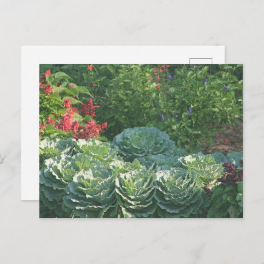 Bloemen en kool briefkaart (Voorkant / Achterkant)