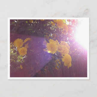 Bloemen en licht briefkaart