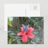 Bloemen en vlinders in Franche Comte Briefkaart (Voorkant / Achterkant)