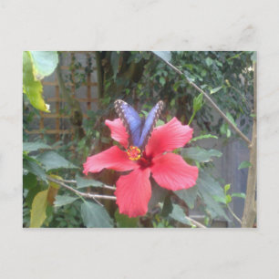 Bloemen en vlinders in Franche Comte Briefkaart