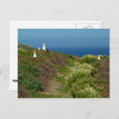 Bloemen en zeegarens op Anacapa Briefkaart (Voorkant / Achterkant)