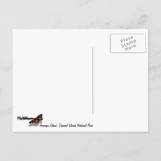 Bloemen en zeegarens op Anacapa Briefkaart (Achterkant)