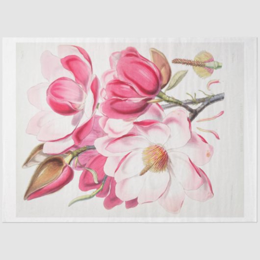 Bloemen Ephemera Decoupage Roze Magnolia Bloemen Tissuepapier (Voorkant)