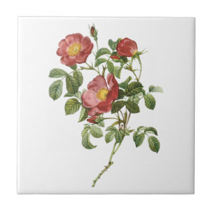  bloemen Floral Red Rose of Love van Redoute Tegeltje