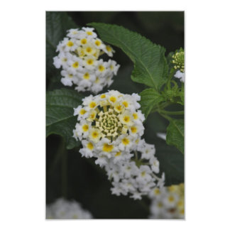 Bloemen - Flores Foto Afdruk