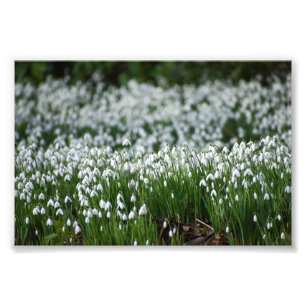 Bloemen Foto Afdruk