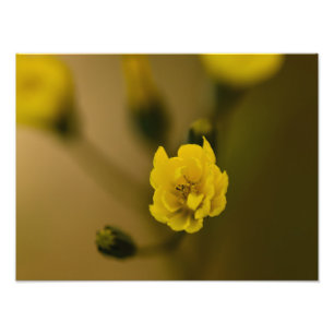 Bloemen Foto Afdruk