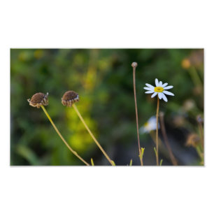 Bloemen Foto Afdruk