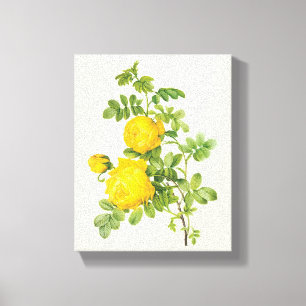 bloemen, gele rozen van Redoute Canvas Afdruk