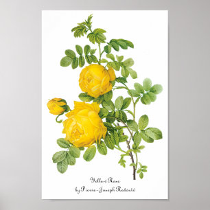  bloemen, gele rozen van Redoute Poster