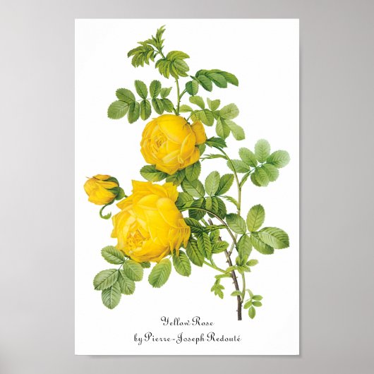  bloemen, gele rozen van Redoute Poster (Voorkant)
