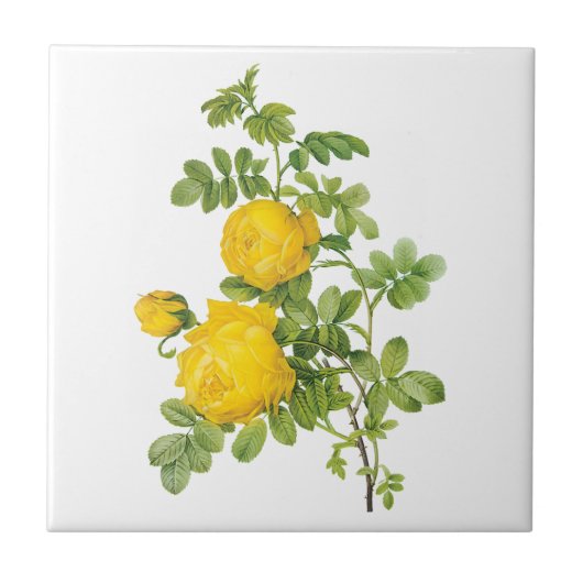 bloemen, gele rozen van Redoute Tegeltje (Voorkant)