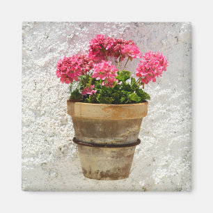 Bloemen Geranium in bloem in potten Magneet