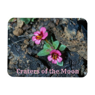 Bloemen groeien in Lava Rock, Craters of the Moon Magneet