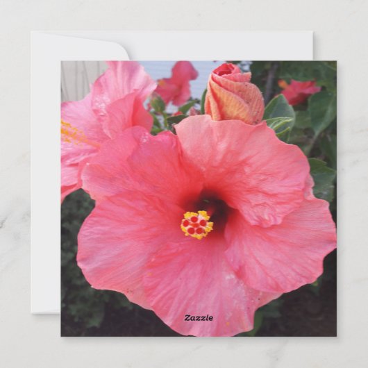 Bloemen in Chania Kreta, Griekenland Feestdagenkaart (Achterkant)