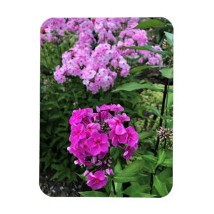 Bloemen in Chateau Morrisette Winery, Floyd, VA Magneet