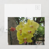 Bloemen in Chiang Mai Thailand Briefkaart (Voorkant / Achterkant)