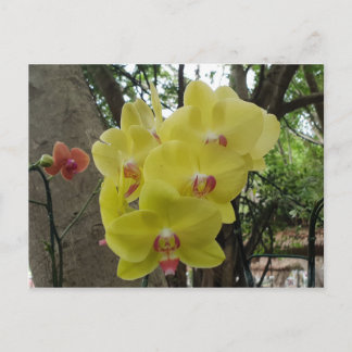 Bloemen in Chiang Mai Thailand Briefkaart