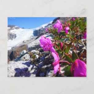 Bloemen in de Gilkey-moersleutel Briefkaart