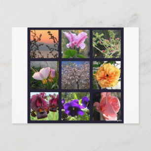 Bloemen in Israël Briefkaart