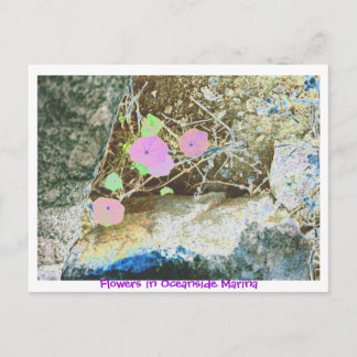 Bloemen in Oceanside Marina Briefkaart