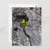 Bloemen in Rock Briefkaart (Voorkant / Achterkant)