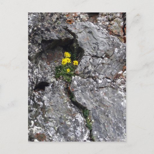 Bloemen in Rock Briefkaart (Voorkant)