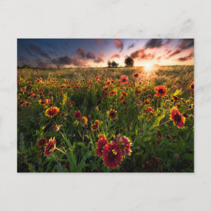 Bloemen Indian Blanket Wildflower Texas Briefkaart