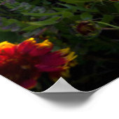 Bloemen | Indian Blanket Wildflower Texas Poster (Hoek)