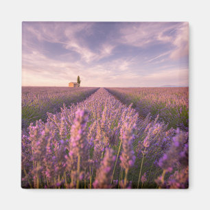 Bloemen Lavender Southern France Magneet