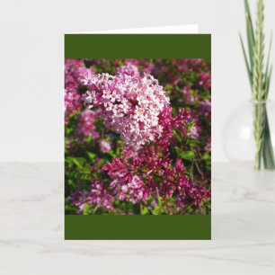 Bloemen- Lilacs in de tuin Kaart
