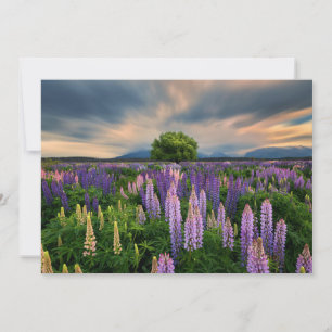 Bloemen   Lupine Field in Nieuw-Zeeland Bedankkaart