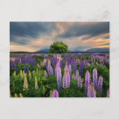 Bloemen | Lupine Field in Nieuw-Zeeland Briefkaart (Voorkant)