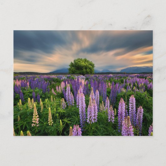 Bloemen | Lupine Field in Nieuw-Zeeland Briefkaart (Voorkant)