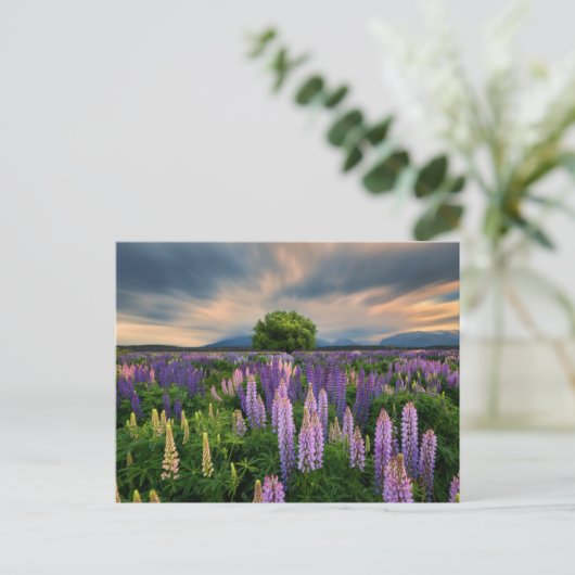 Bloemen | Lupine Field in Nieuw-Zeeland Briefkaart (Staand voorkant)