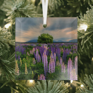 Bloemen   Lupine Field in Nieuw-Zeeland Glas Ornament