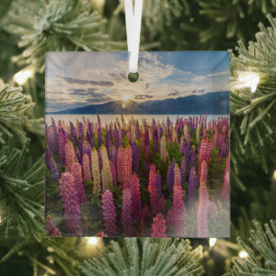 Bloemen   Lupines Nieuw-Zeeland Glas Ornament