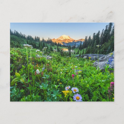 Bloemen | Nationaal park Mount Rainier Briefkaart (Voorkant)