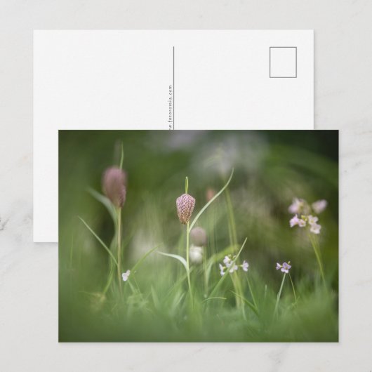 Bloemen Natuur Foto Briefkaart (Voorkant / Achterkant)