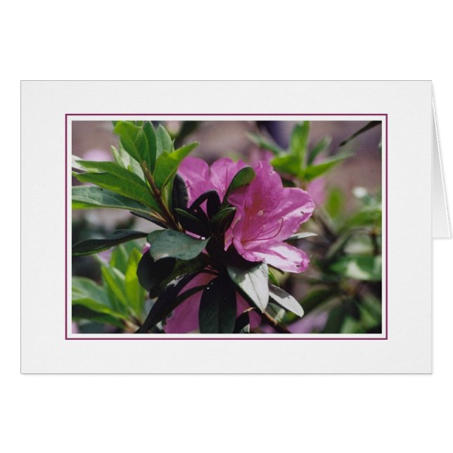 Bloemen op Gibbs-Boerderij (Voorkant Horizontaal)