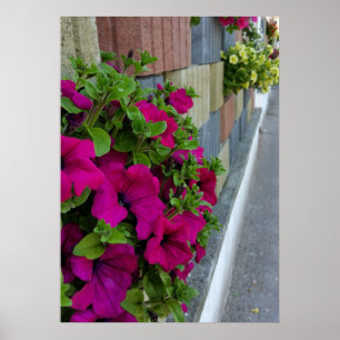 bloemen op stoep poster
