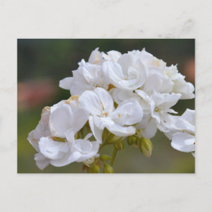 Bloemen op Tenerife Briefkaart